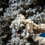 Hands holding fluffy white cotton bolls