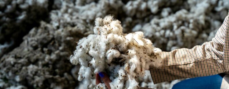 Hands holding fluffy white cotton bolls